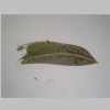 Leaf 10er 02.jpg